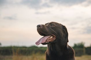 一只巧克力色的拉布拉多寻回犬在日落时伸出舌头