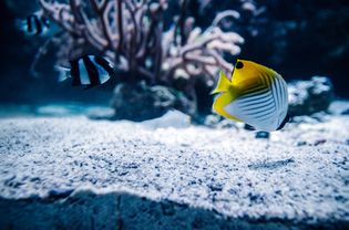 Close-Up Of Fishes Swimming In Aquarium