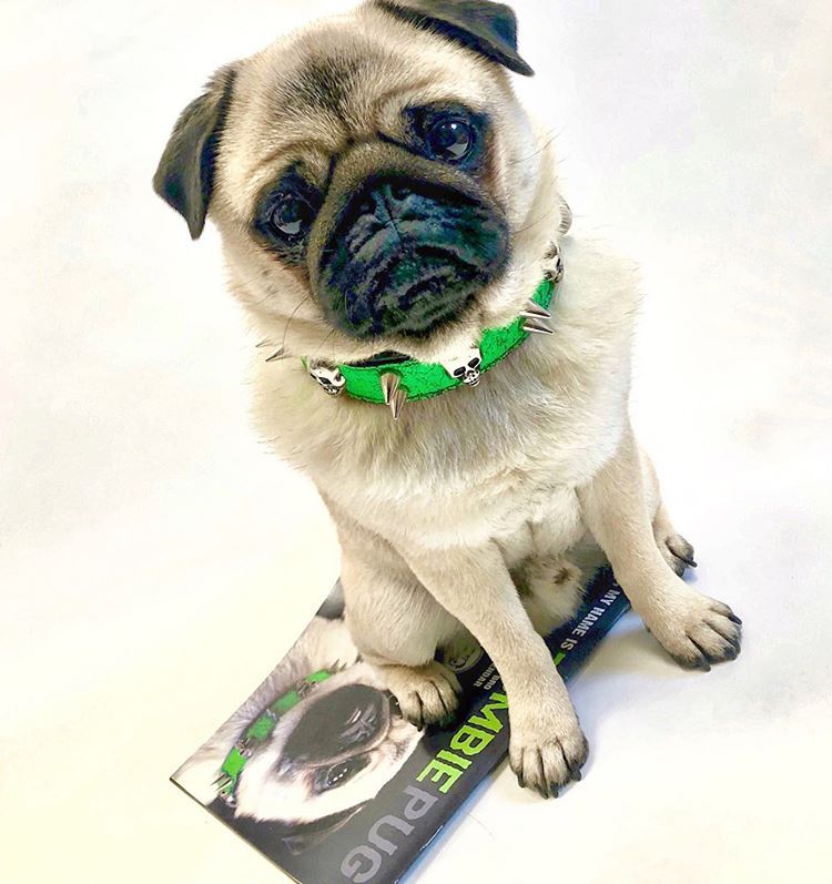 A pug with a green spiked collar looking at the camera.