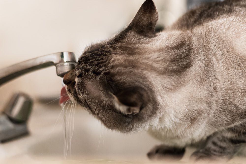 棕色和白色的猫从水龙头喝水