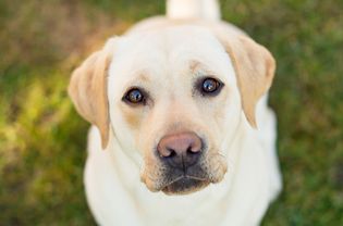 黄色拉布拉多犬抬头看镜头的高角度肖像