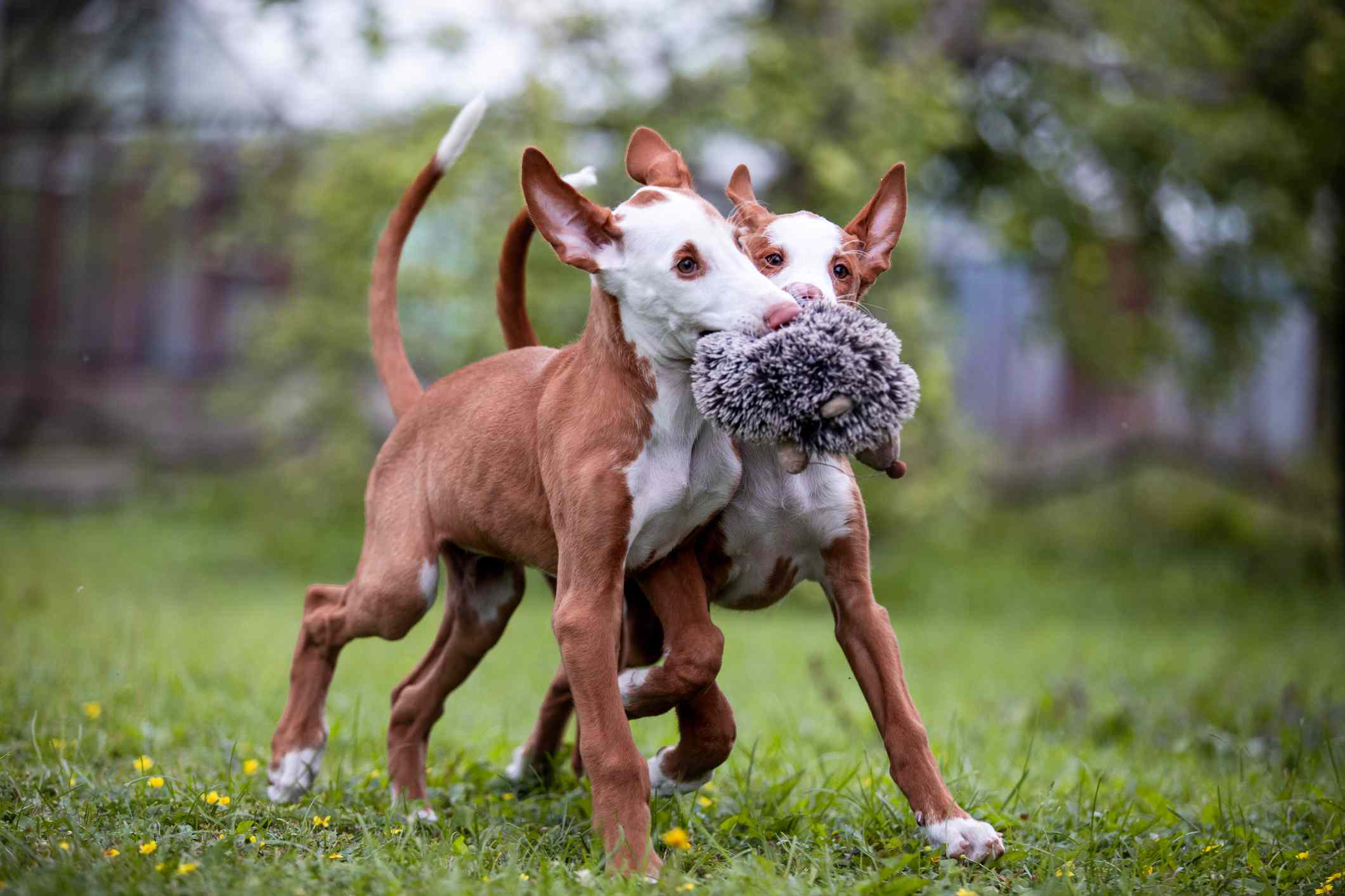 两只伊比赞猎犬在玩耍