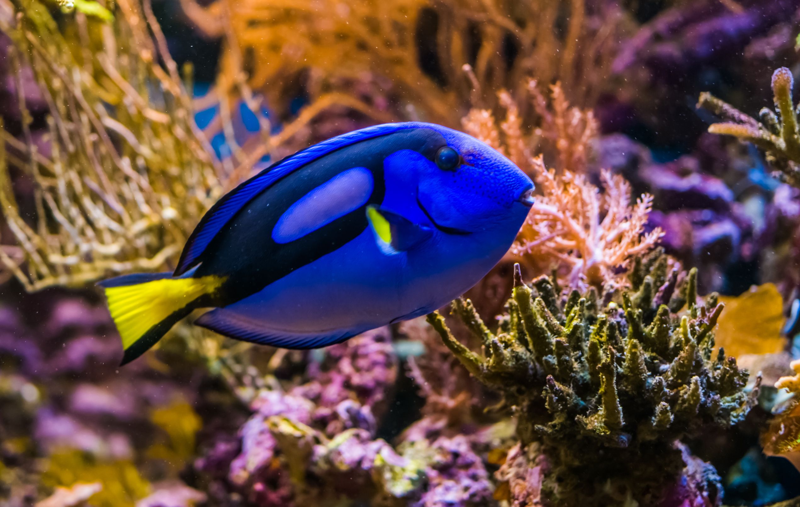 Blue pacific tang clownfish tankmate