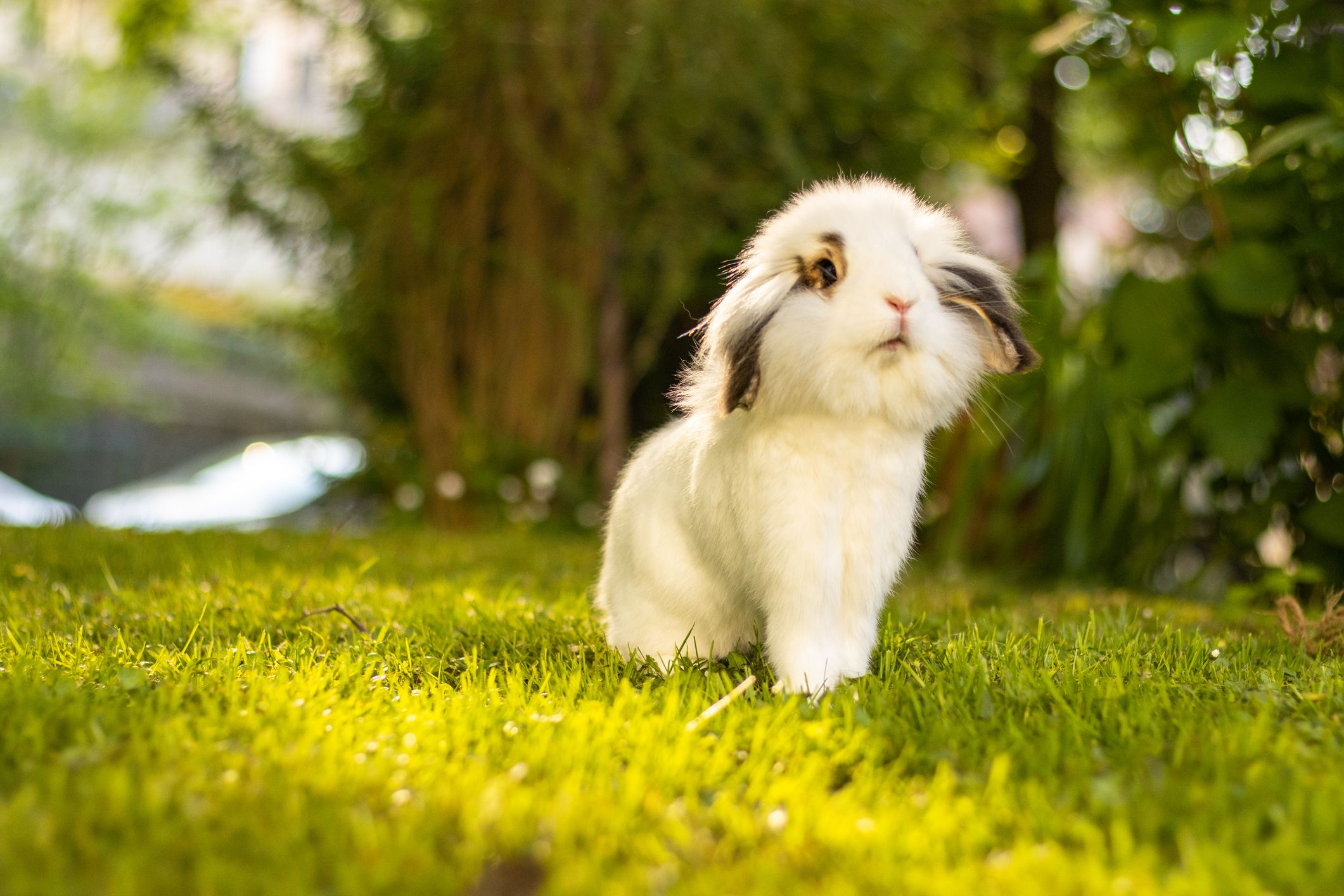 Rabbit outside in the grass and sunshine.