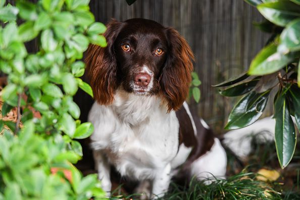 英国施普林格猎犬正在绿色植物中张望