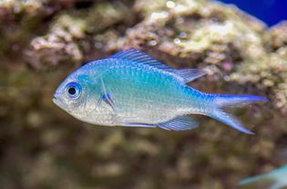 Blue green chromis fish with light blue and silvery scales