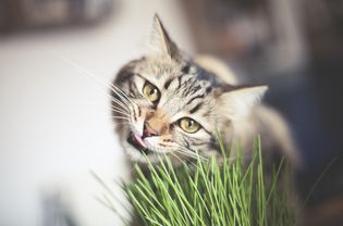 虎斑猫吃猫草