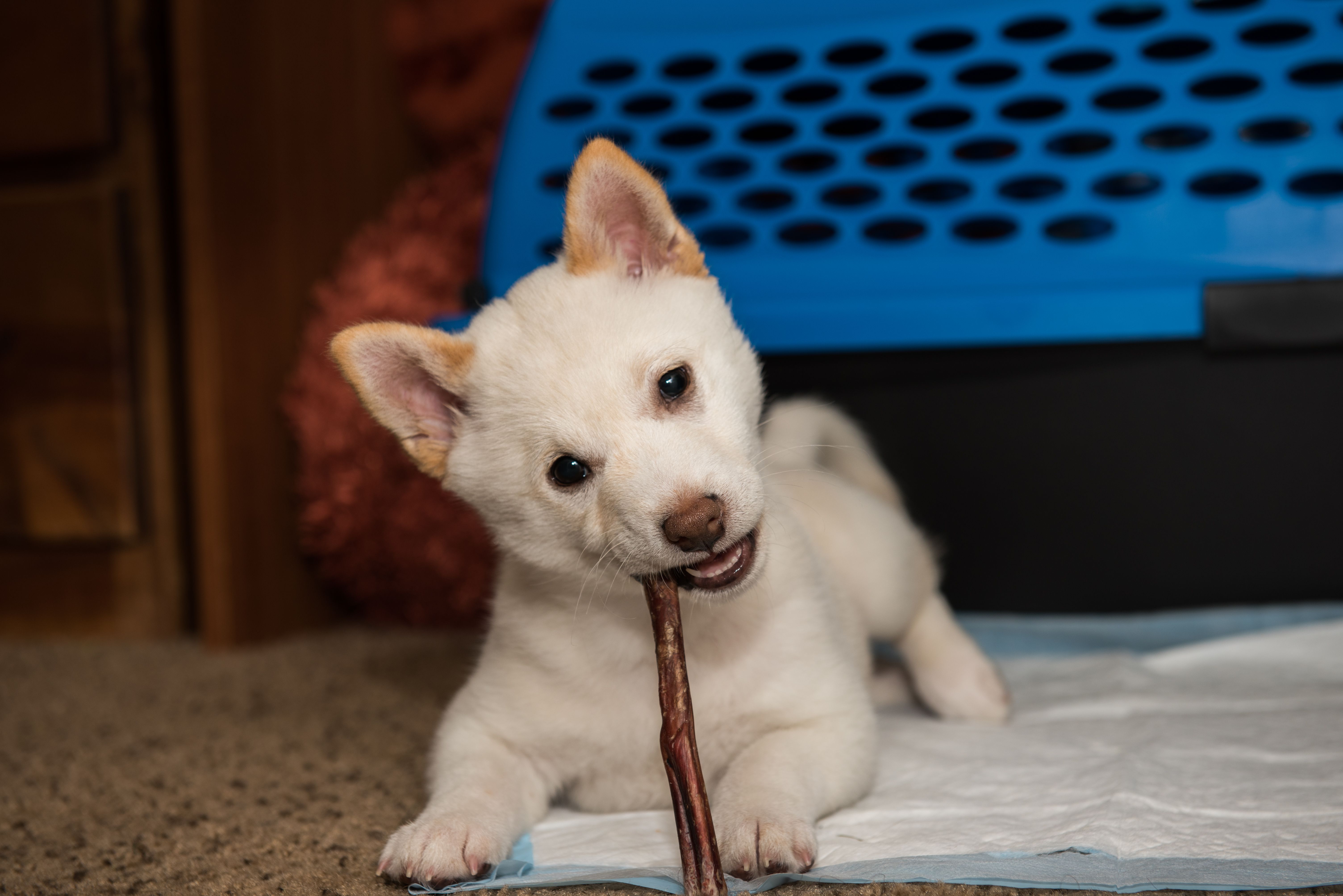 白色柴犬幼犬与咀嚼玩具