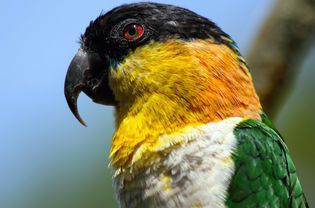 Close up of a caique with black, yellow, orange, and white colori