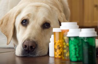 Yellow labrador retriever resting head on ground next to pill drams.