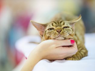 有人在抚摸德文郡雷克斯猫的下巴