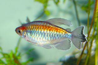 Congo Tetra Community Aquarium Fish