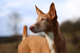 一个老Podenco