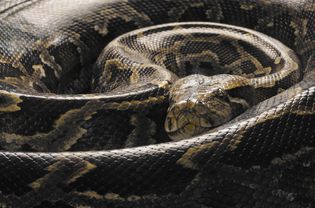 缅甸蟒(Python molurus bivittatus)，蜷缩着，特写