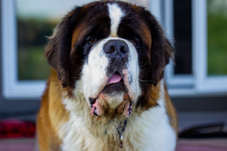 Saint Bernard