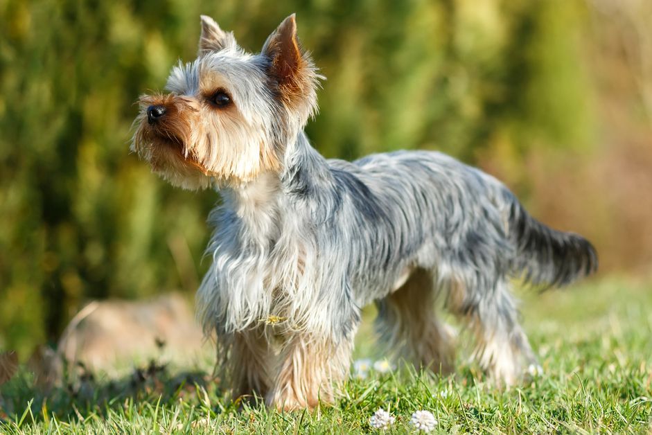 约克郡犬(Yorkie)站立的侧面图