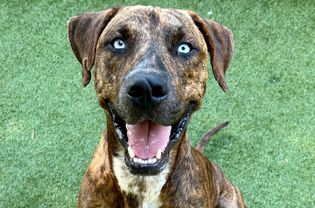 Brindle hound mix dog with blue eyes