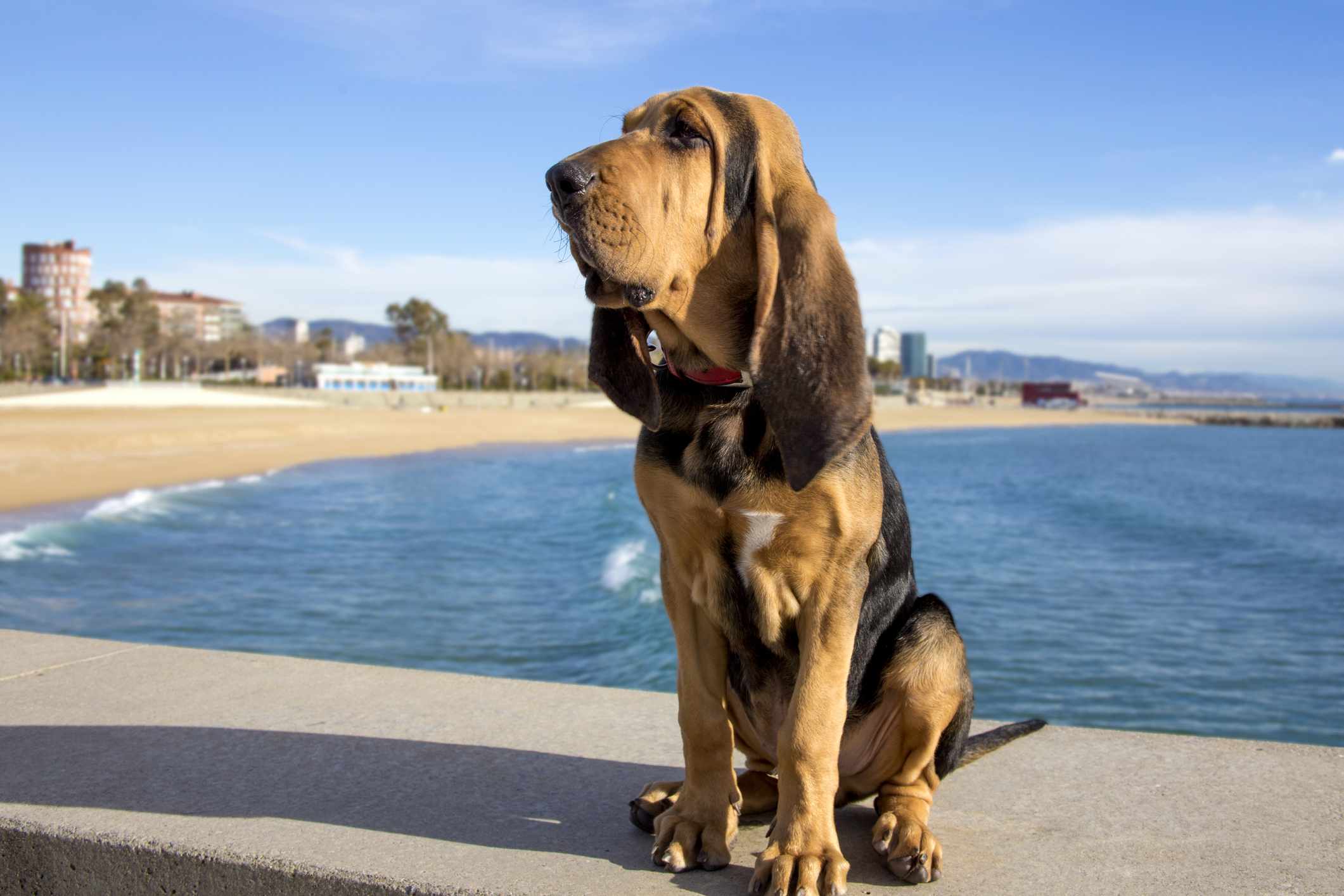 一只猎犬坐在海滩上的水面前