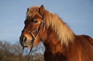 Shetland pony, chestnut gelding, bitless bridle