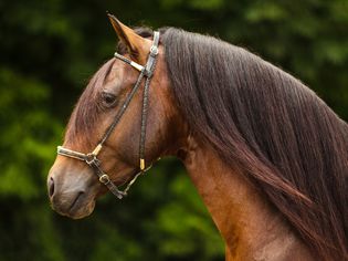 Bay Paso Fino groomed for a show and wearing a show halter.