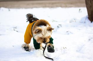 dog learning to walk in dog boots