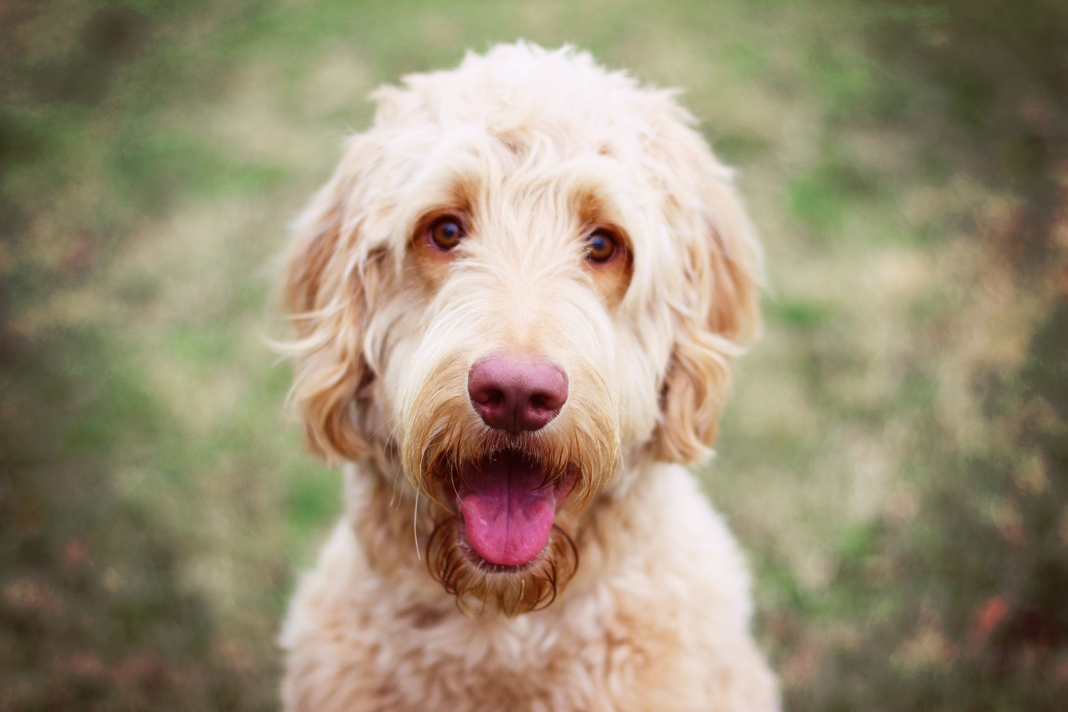 Goldendoodle smiling at the camera.