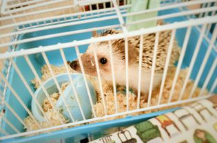 High Angle View Of Hedgehog In Cage