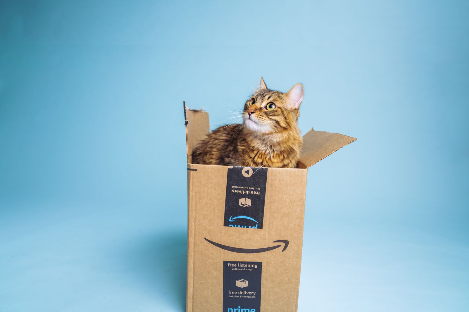 Amazon Pet Day