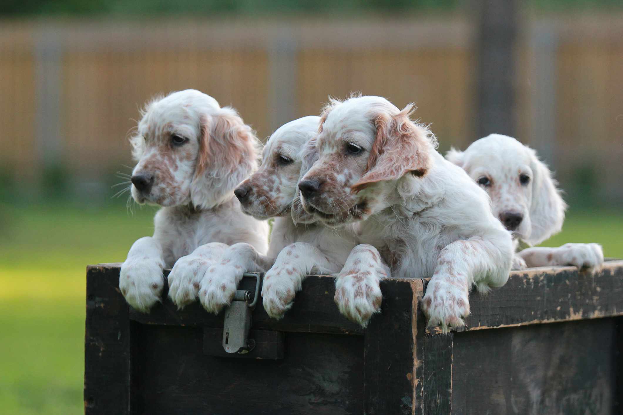 四只英国塞特犬在一个盒子里