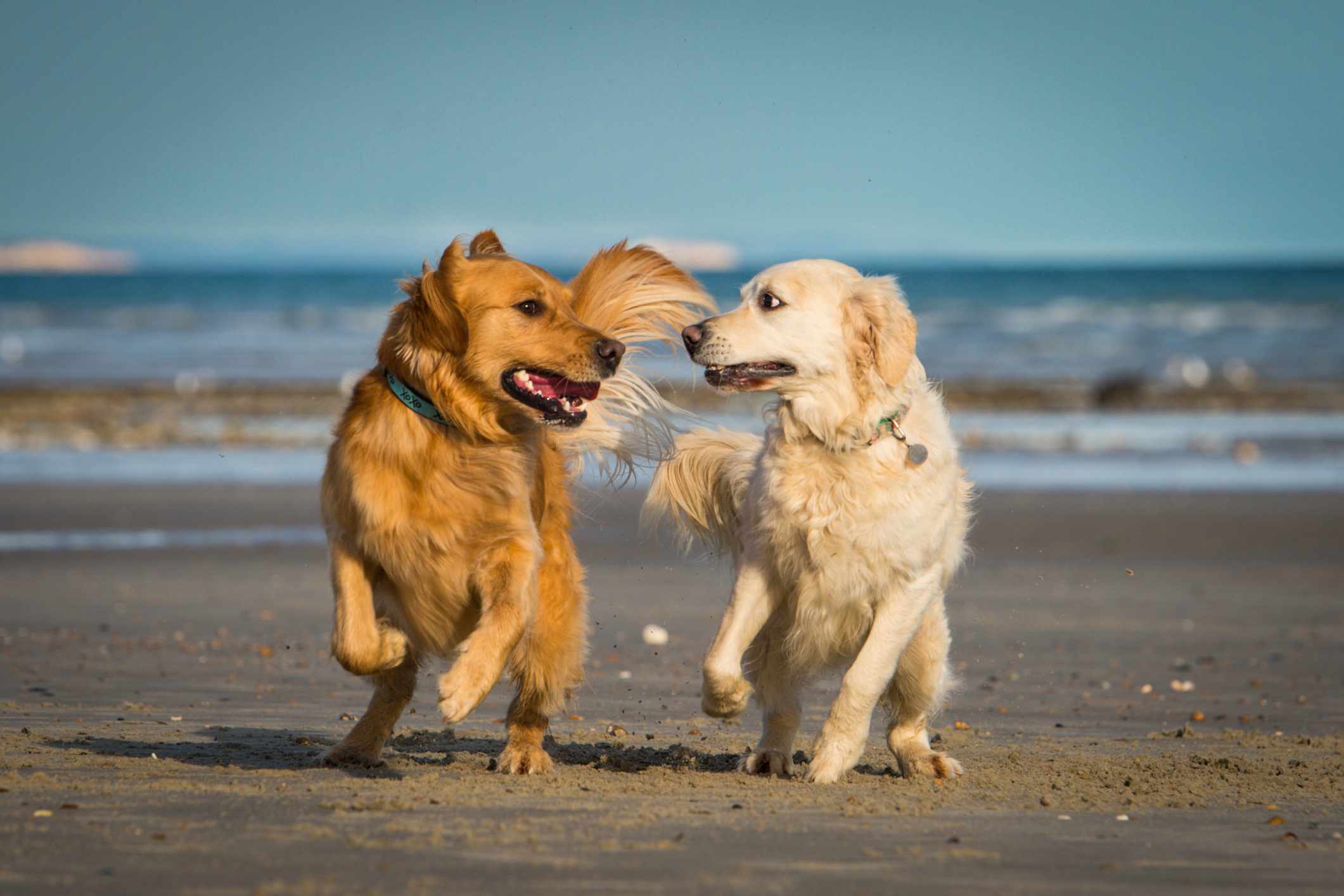 两只金毛猎犬在海滩上一起玩耍。