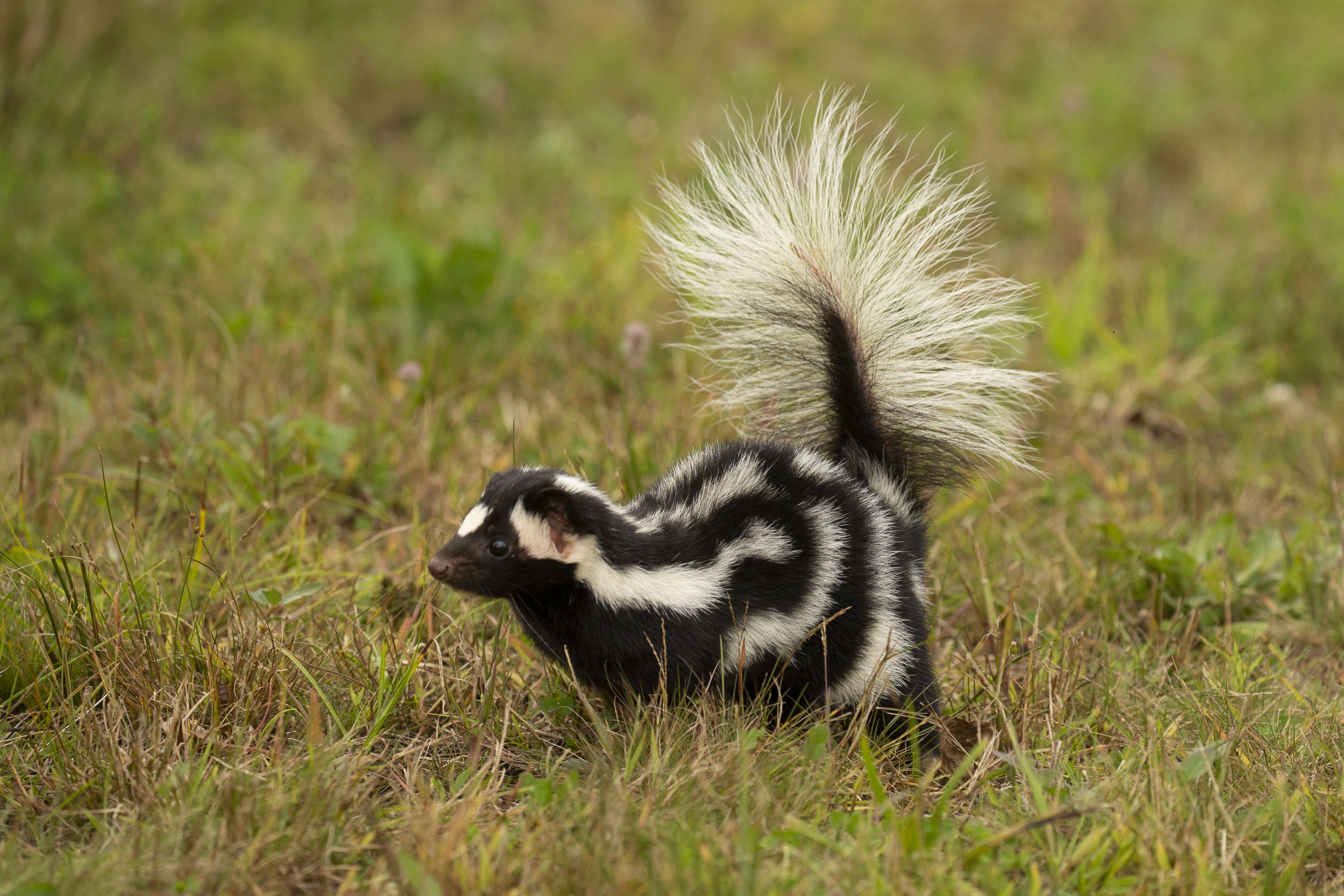 Eastern Spotted Skunk doing handstand