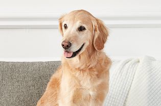 golden retriever on a sofa