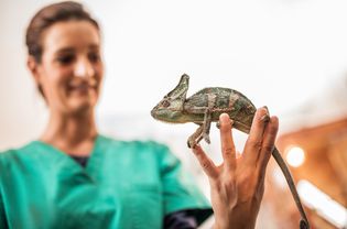 Chameleon being held by a vet nurse.