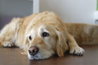 dog laying down on the floor