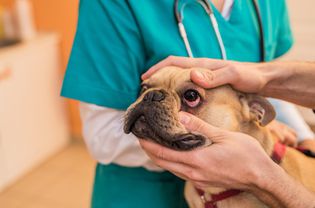 How to Treat Conjunctivitis in Dogs