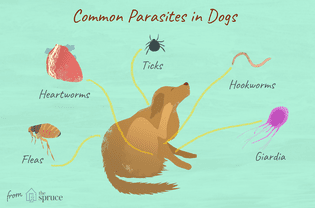 Parasites in Dogs That You Should Know