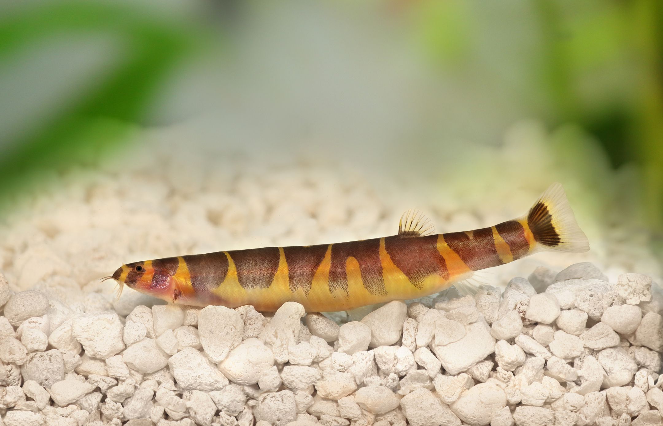 Kuhli loach on gravel aquarium substrate