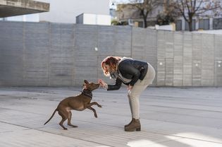 Person playing with dog outdoors