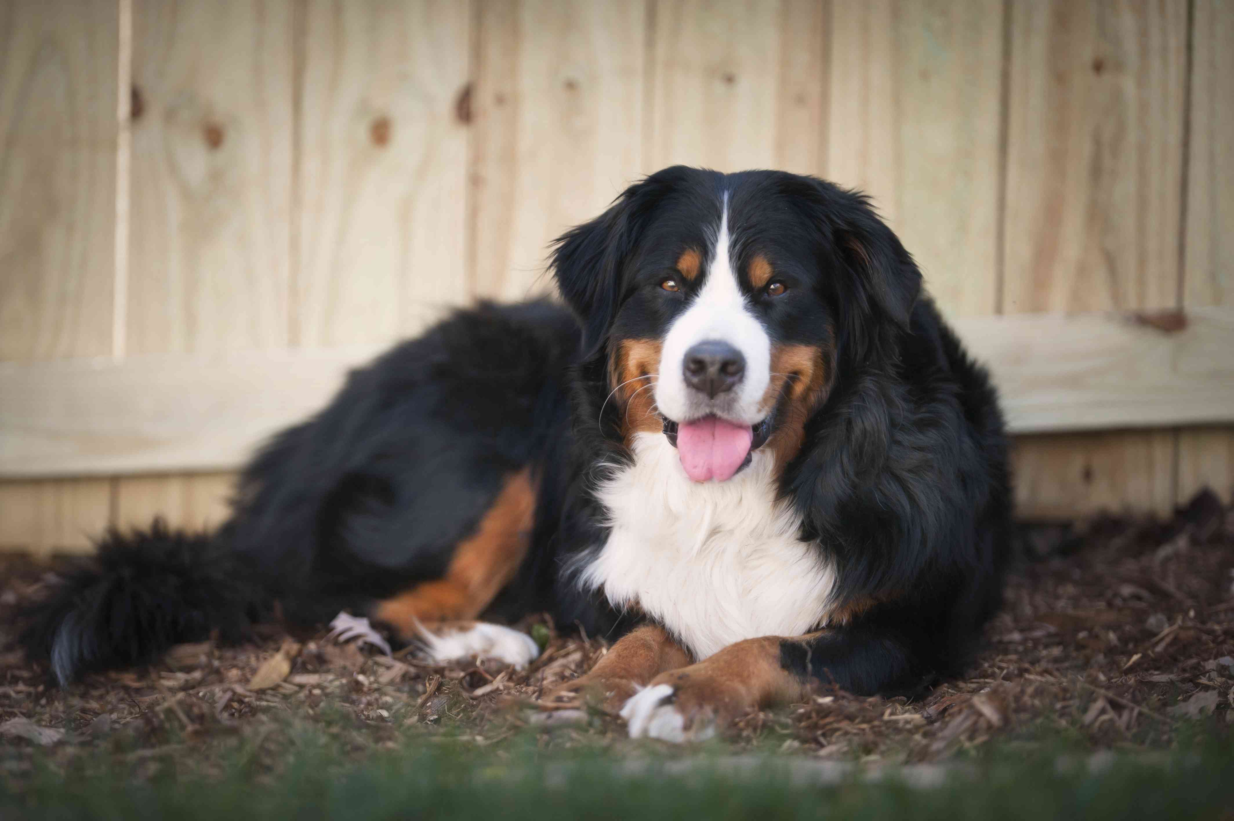 一只伯尔尼山犬坐在外面的草地和护根物中