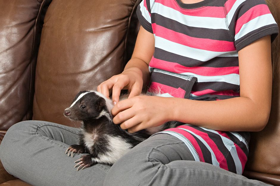 pet skunk