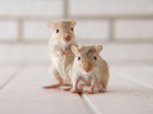 Gerbils standing