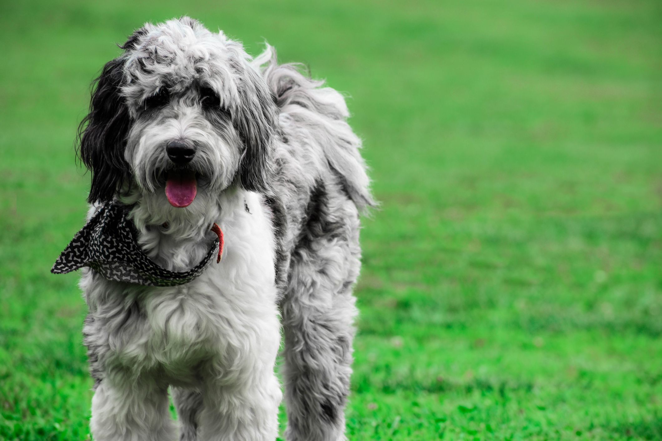 Aussiedoodle with a bandana on outside.