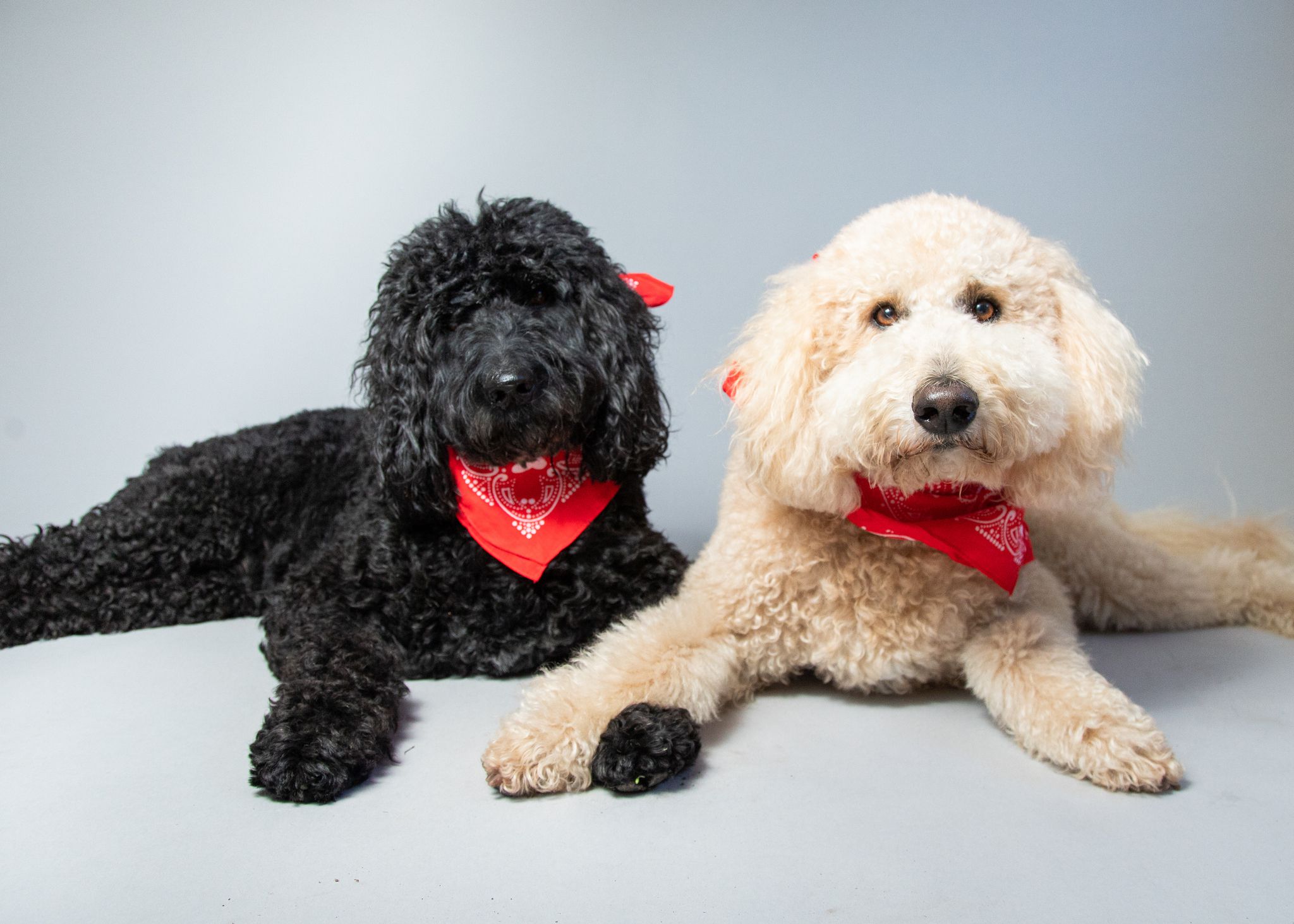 Two labradoodles with bandanas.