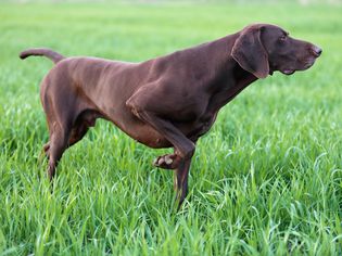 巧克力棕色的德国短毛猎犬在绿色的草地上指点