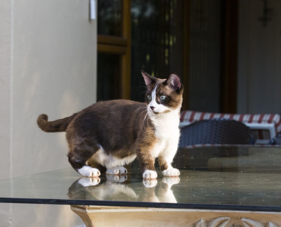 芒奇金猫站在桌子上