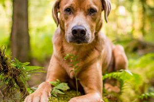 A tan-colored dog laying down on a mossy log looking at the camera.