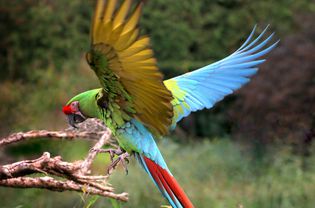 Military Macaw Landing