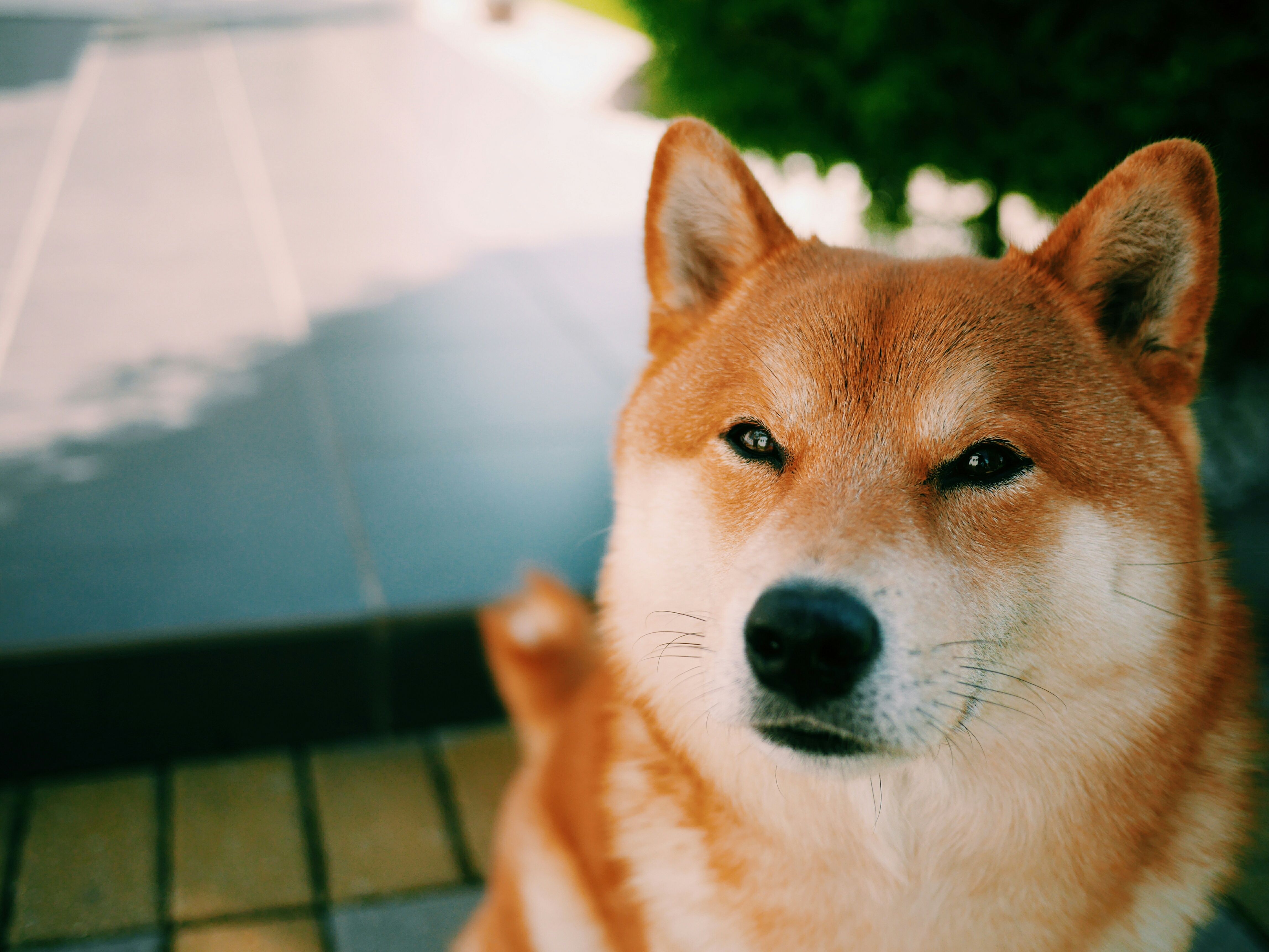 外面是红色柴犬