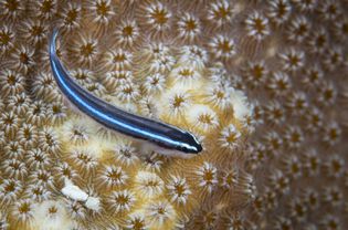 Neon goby on stone coral