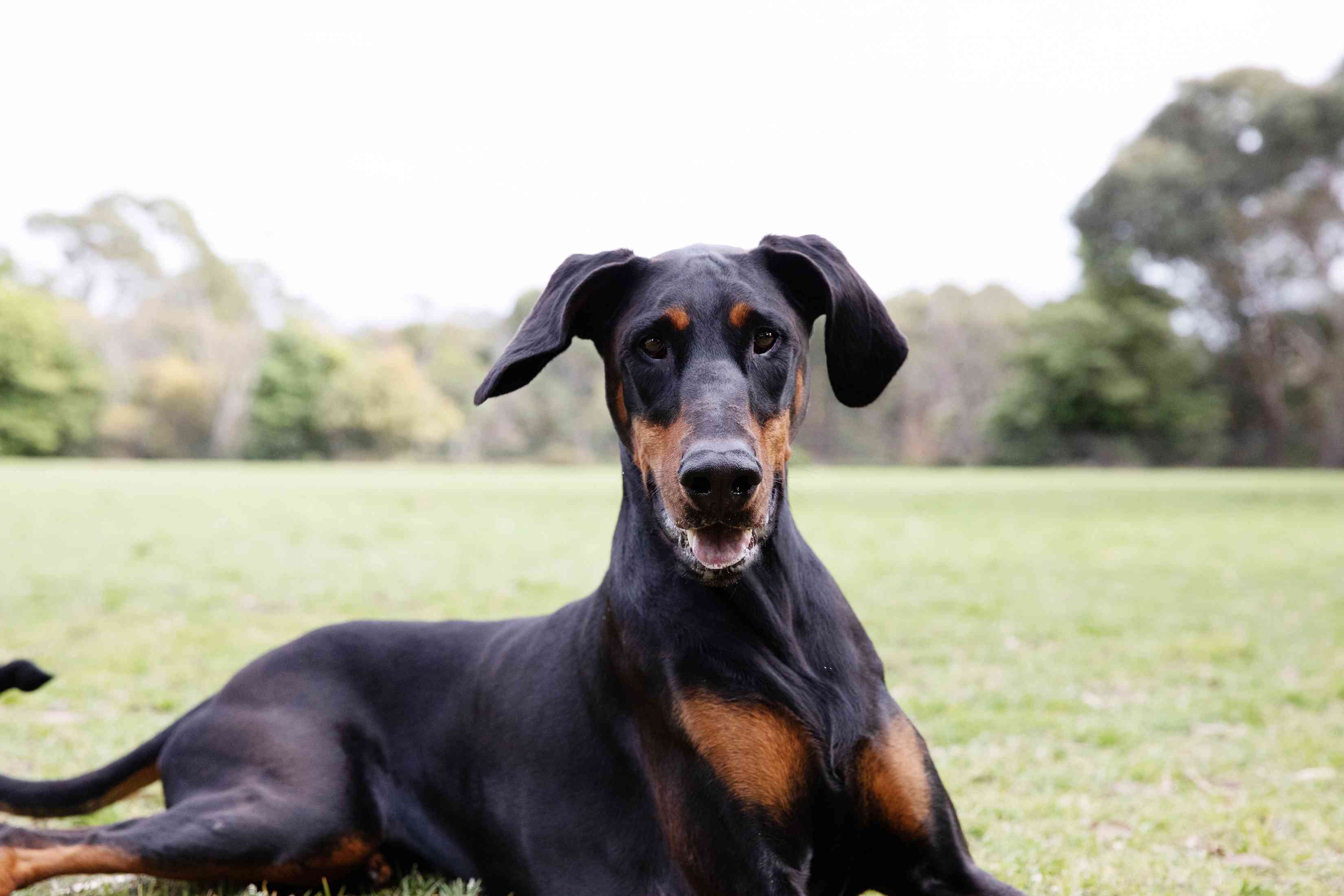 黑色和棕色毛的杜宾猎犬，躺在草地上